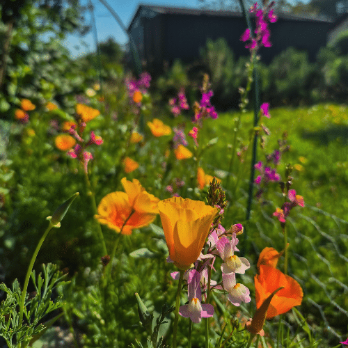 Plein de fleurs issues des boules de graines
